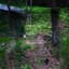 Shed Theory