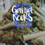 Ganja Rocks