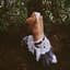 Bat for Lashes