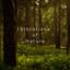Mindful Echoes
