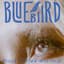 Bluebiird