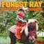 Forest Ray