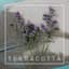 Garden City Movement