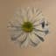 Abby Powledge
