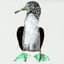 Cosmo Sheldrake