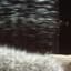 Cat soup