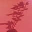 Ultracrush