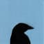 The Murder of Crows