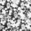 The Legendary Pink Dots
