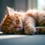 CalmingCats
