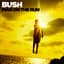 Bush