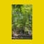 Philosophy of Music