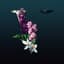 Avoure