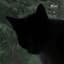 bluevcat