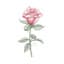 Broken Flores