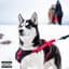 Husky
