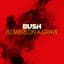 Bush