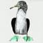 Cosmo Sheldrake