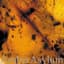 Amber Asylum