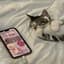 lil meow on da beat
