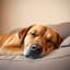 Relax Dog Club