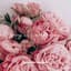Livia & the Rosebuds