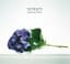 The Presets