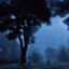 Shadows in The Night