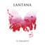 Lantana