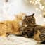 Cat Purring Slow