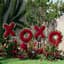 Red Rosamond