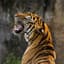 Tiger Sound