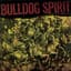 Bulldog Spirit