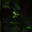 GReeen