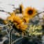 Samar Wendt