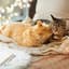 Cat Purring