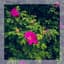 Evening Primrose