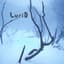 Lucid