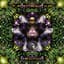 Transwave