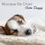 Musique De Chien