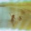 Clap Your Hands Say Yeah