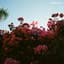 Lany