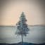 iamamiwhoami