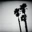 The Twilight Singers