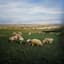 Irish West