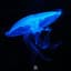 Jelly The Fish