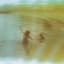 Clap Your Hands Say Yeah