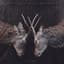 White Moth Black Butterfly