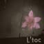 L'toc