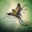 Greenfinch